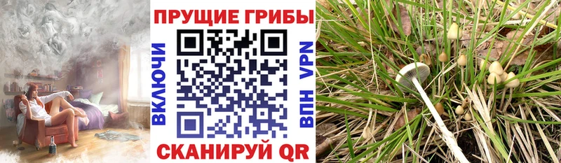 где можно купить наркотик Сокол Галлюциногенные грибы GOLDEN TEACHER